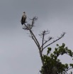 161 LOANGO Inyoungou Riviere Oiseau Palmiste Africain Gypohierax angolensis 12E5K2IMG_79299wtmk.jpg